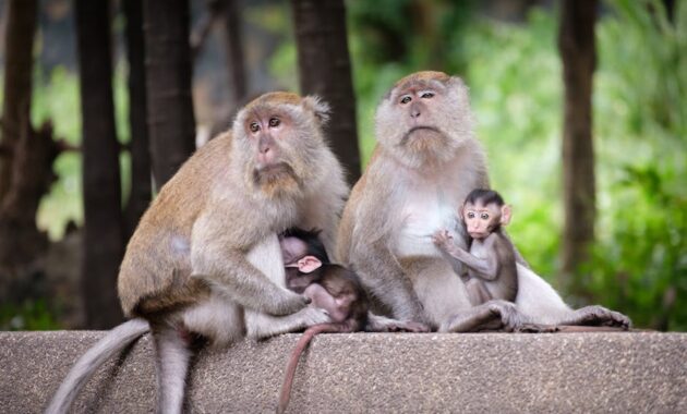 Fur-ocious Disputes: Understanding and Addressing Conflicts Among Furry Parents