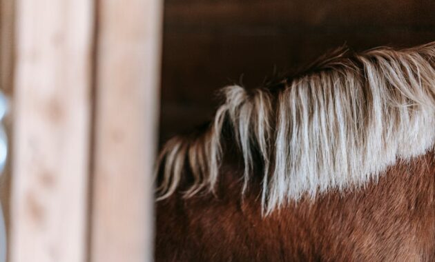 Taming the Mane: The Ultimate Guide to Hairstyles for Thick Hair